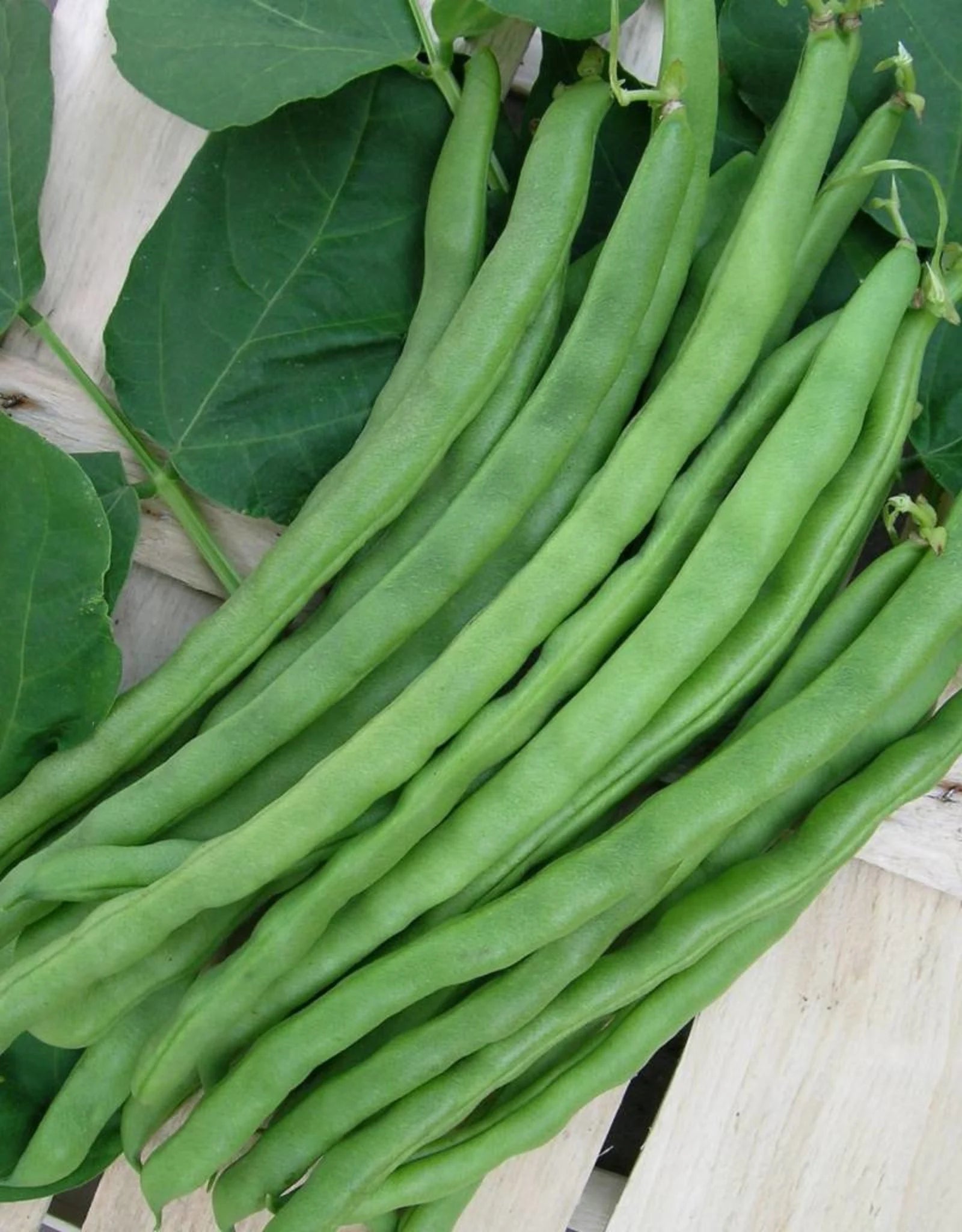 De Zaderij - Biologische Snijboon Markant - ca 75 zaden